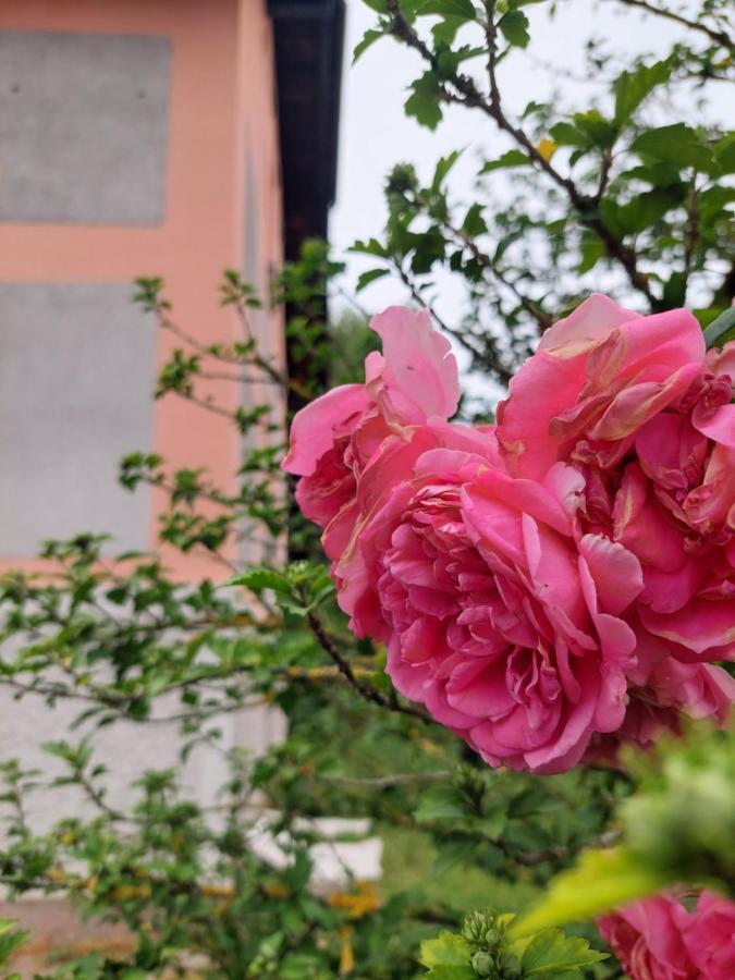 R24, Rose House Hotel Ljubljana Bagian luar foto